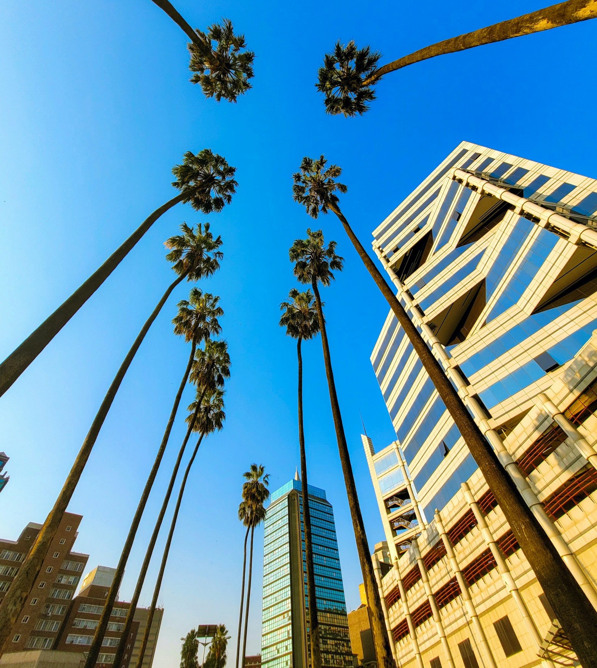Palm trees line a Harare boulevard, framing the city skyline against a clear blue sky
