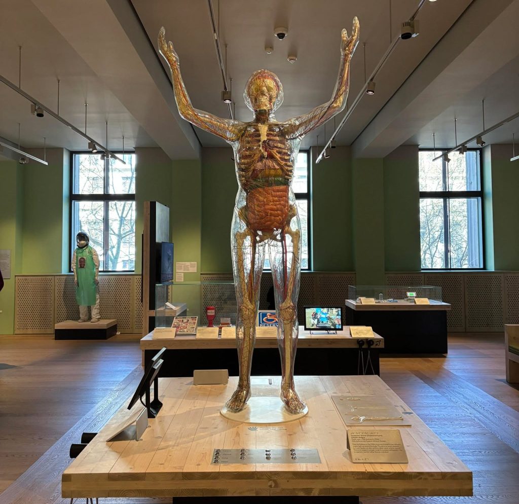 Anatomical model at the Wellcome Collection